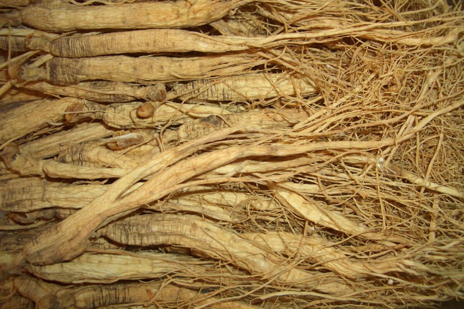 Ginseng