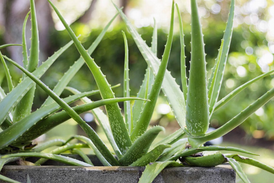 Aloe vera