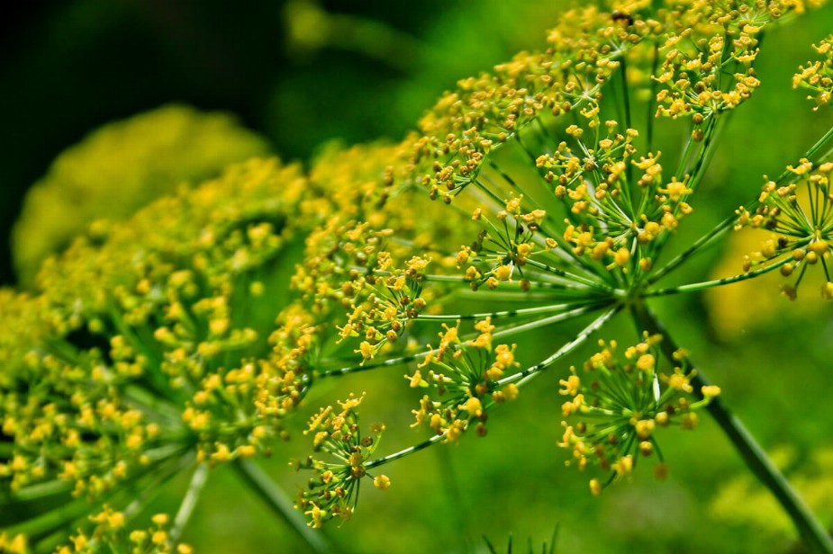 Fenchel