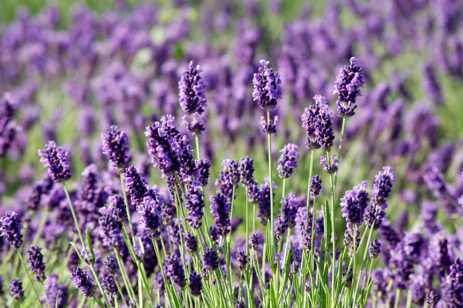 Lavendel