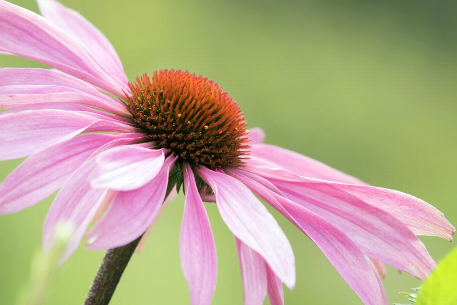 Sonnenhut (Echinacea)